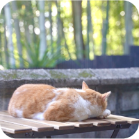 写真:猫が寝ています